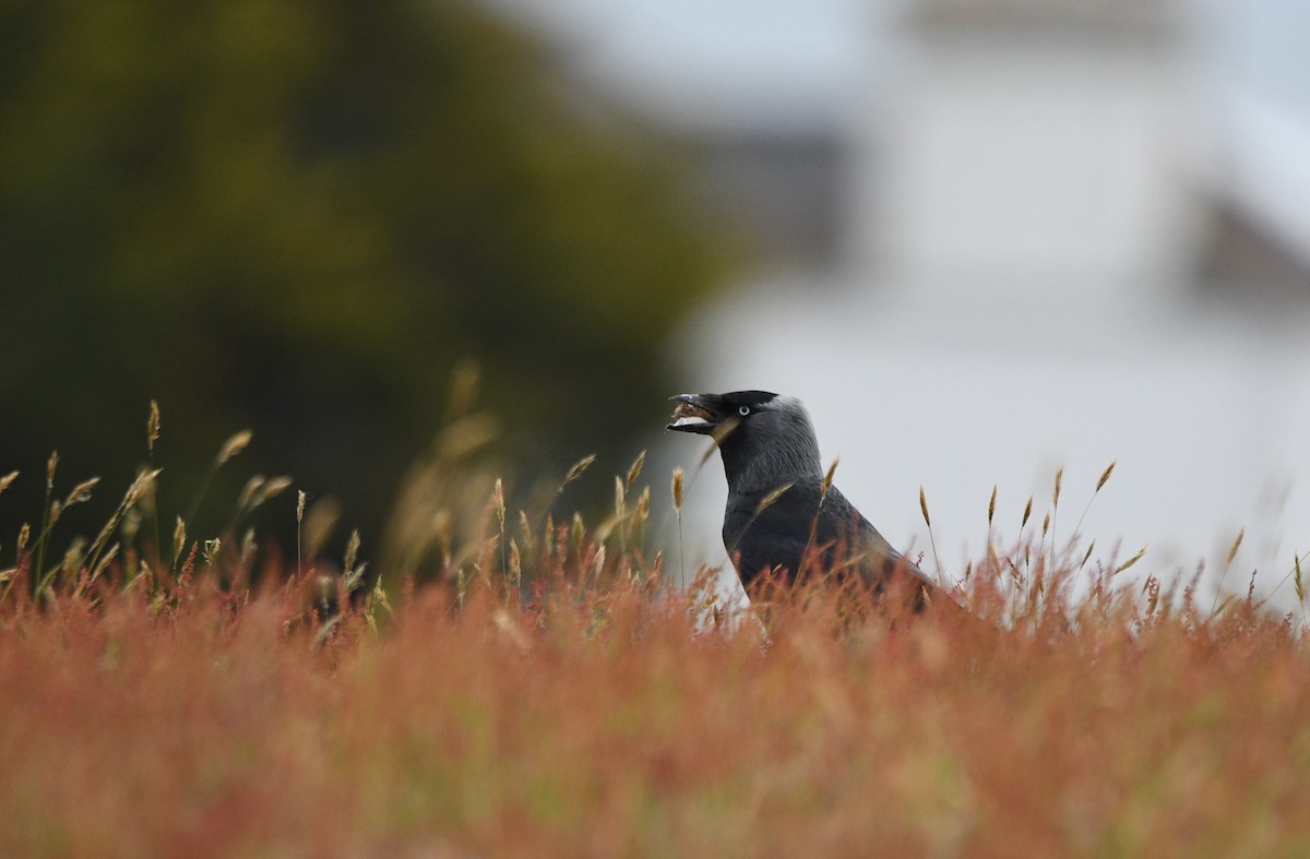 קאק - ML647233987