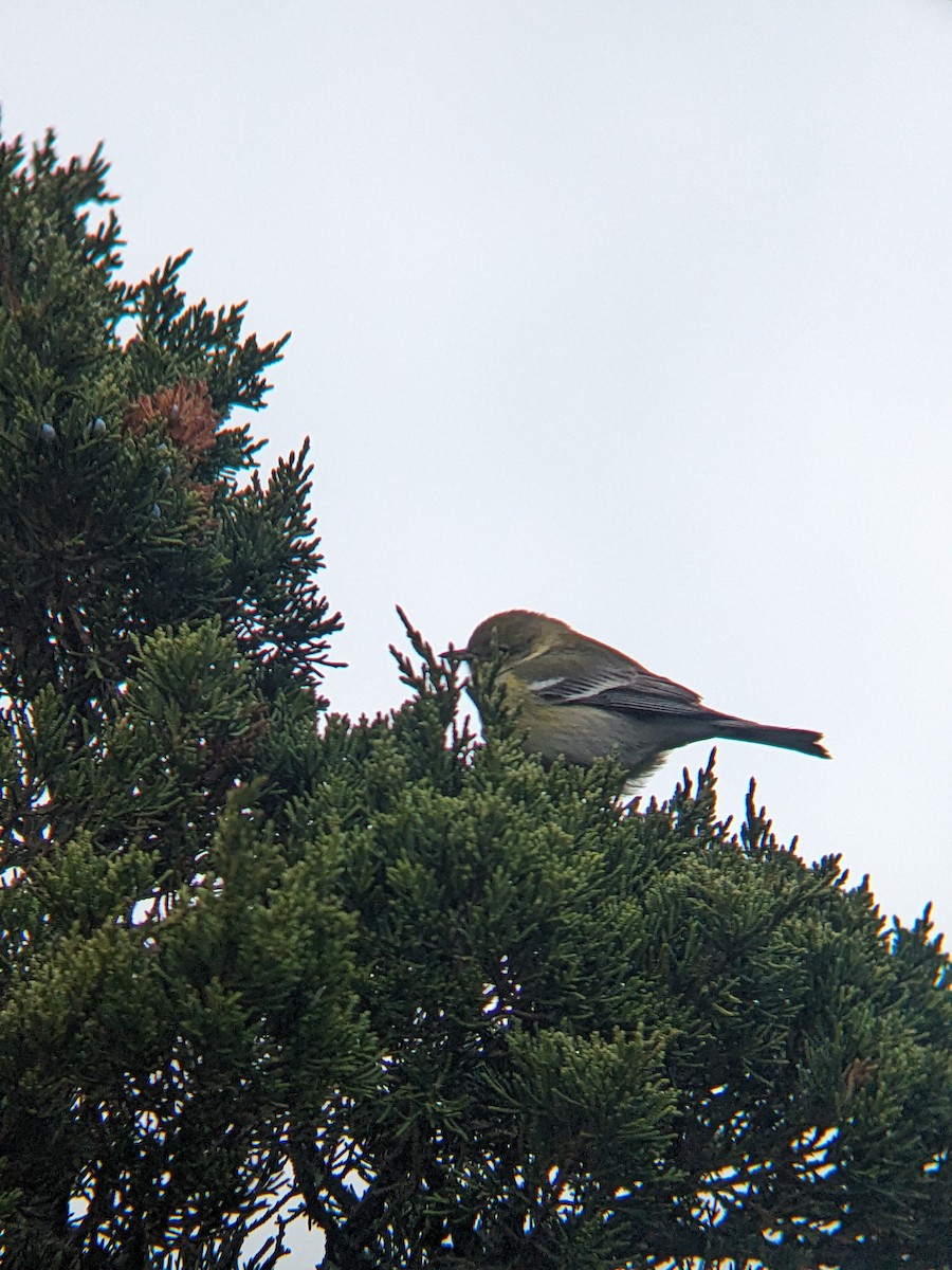 Pine Warbler - ML647233988