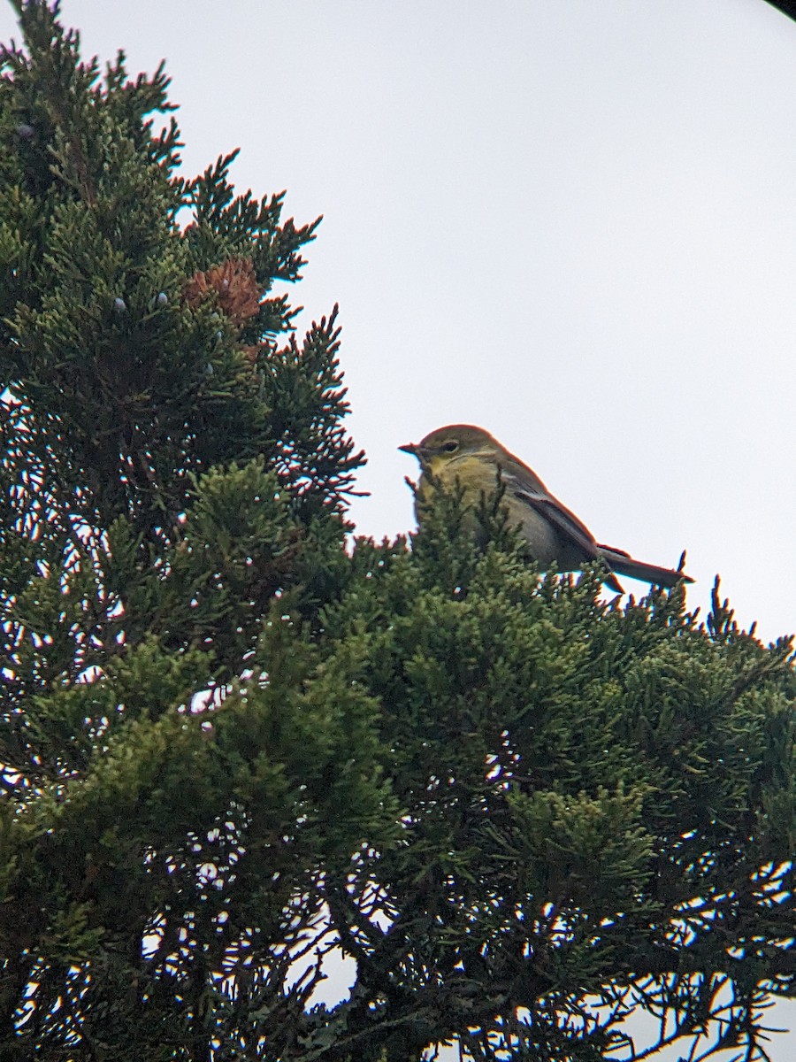 Pine Warbler - ML647233989