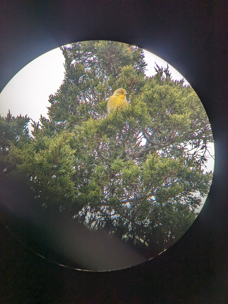 Pine Warbler - ML647233990