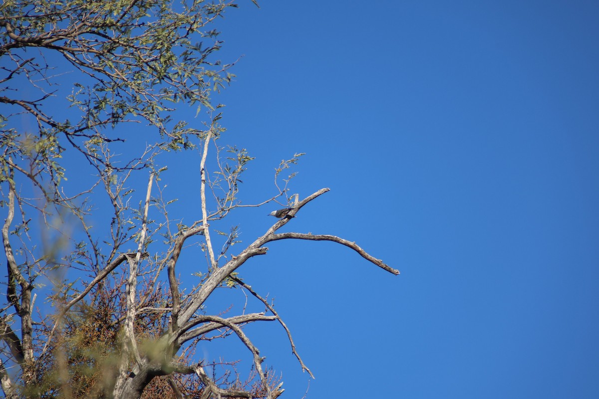 White-breasted Nuthatch - ML647233991