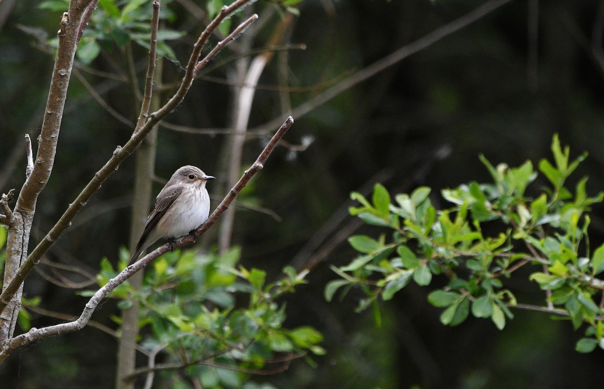 חטפית אפורה - ML647233996