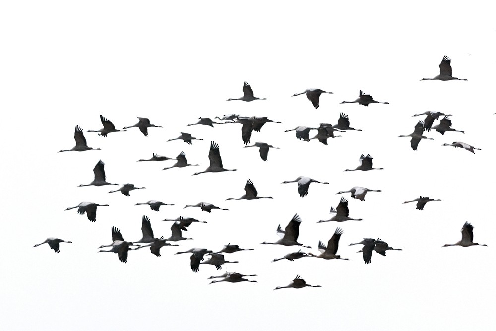 Common Crane - ML647234006