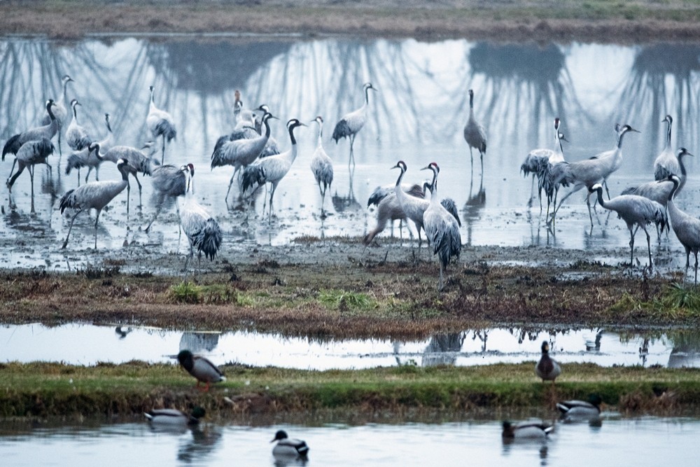 Common Crane - ML647234007