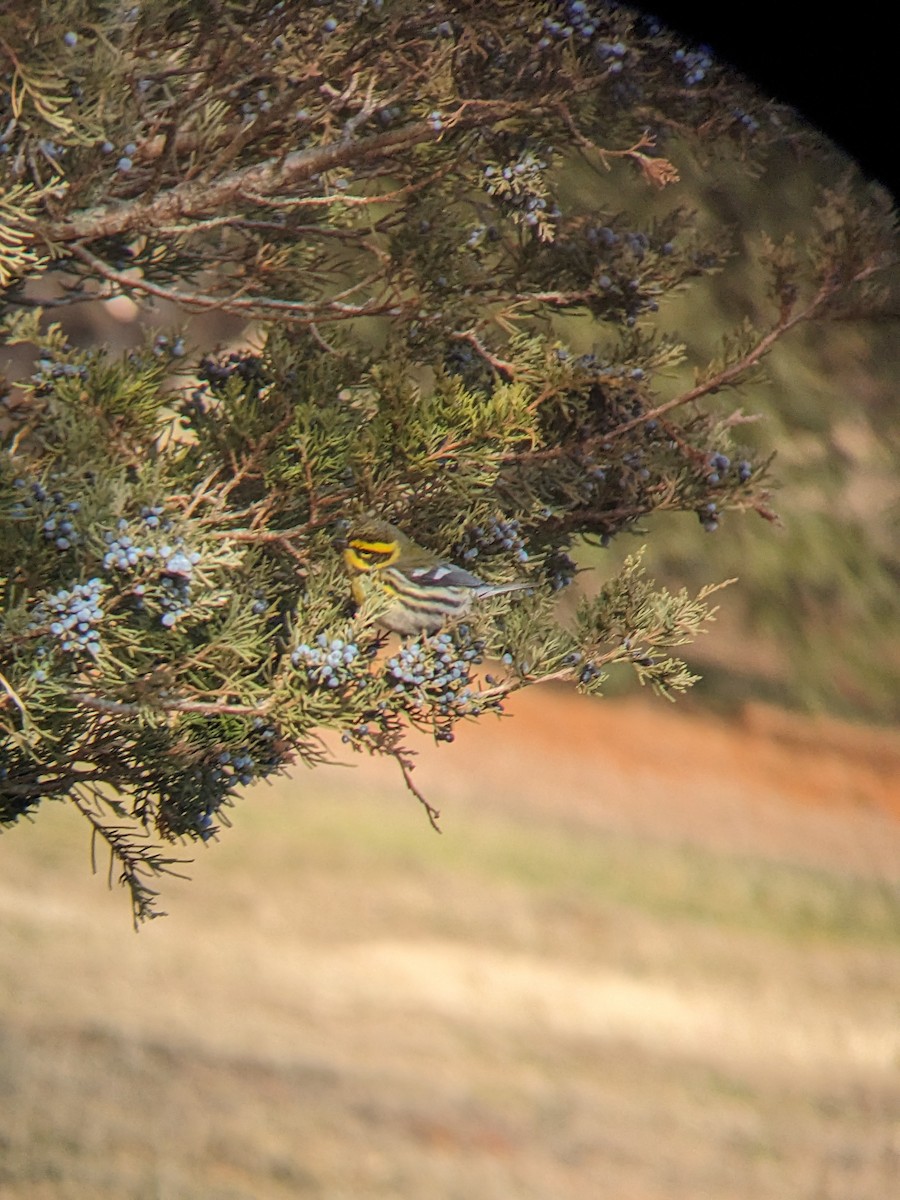 Townsend's Warbler - ML647234020