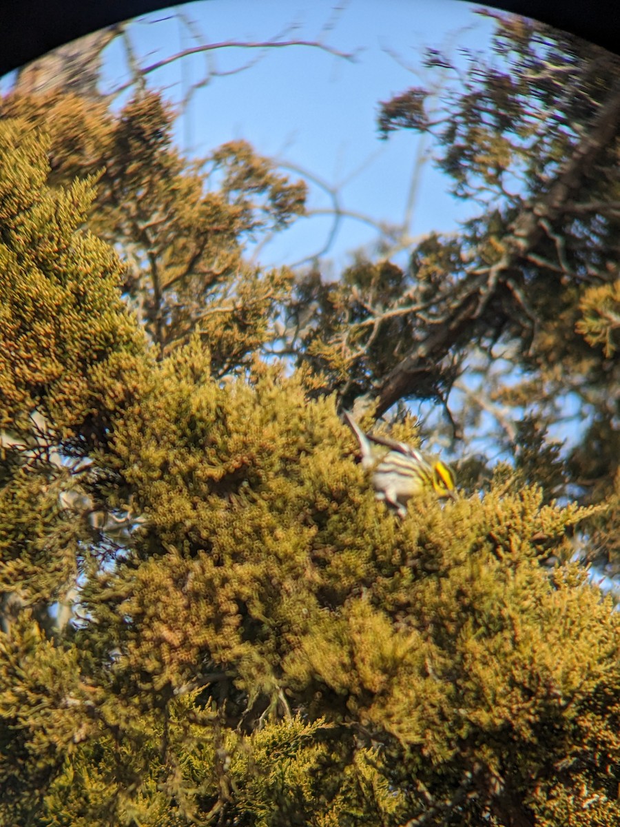 Townsend's Warbler - ML647234021