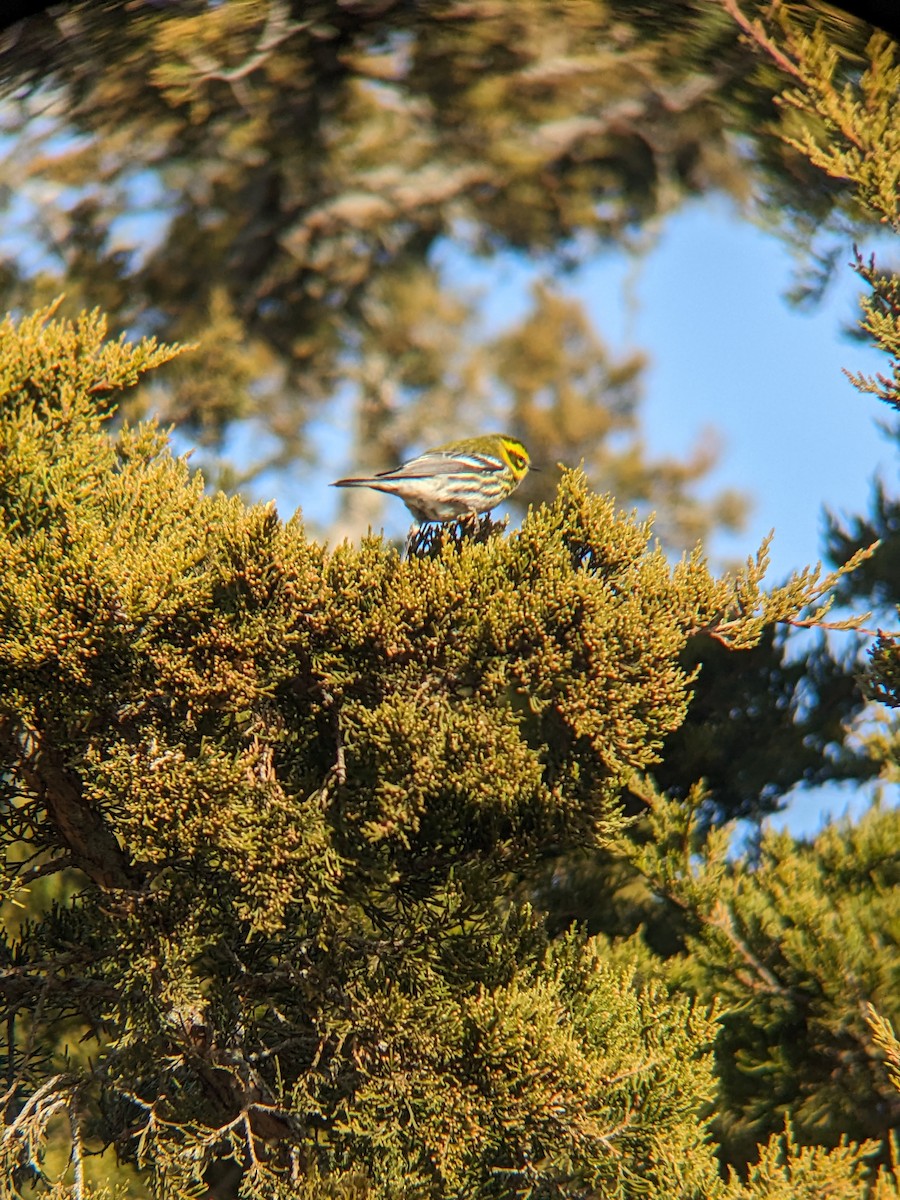 Townsend's Warbler - ML647234023
