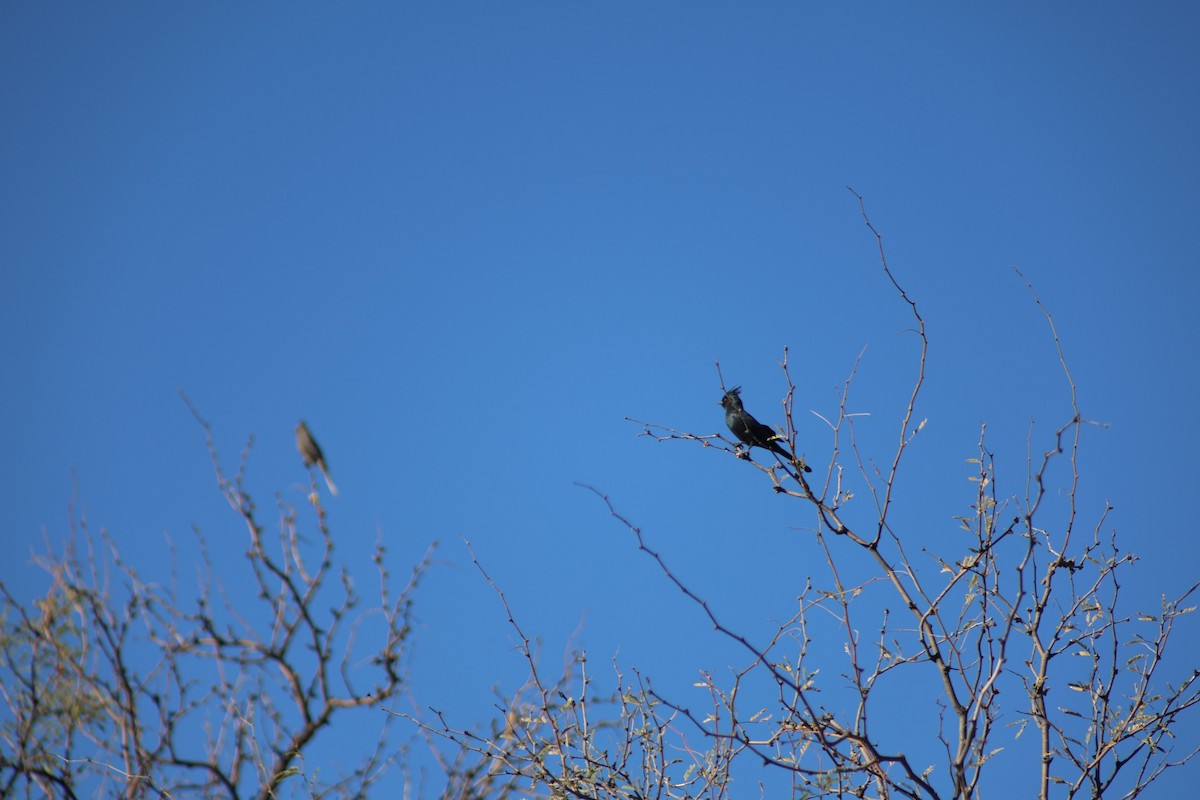 Phainopepla - ML647234033