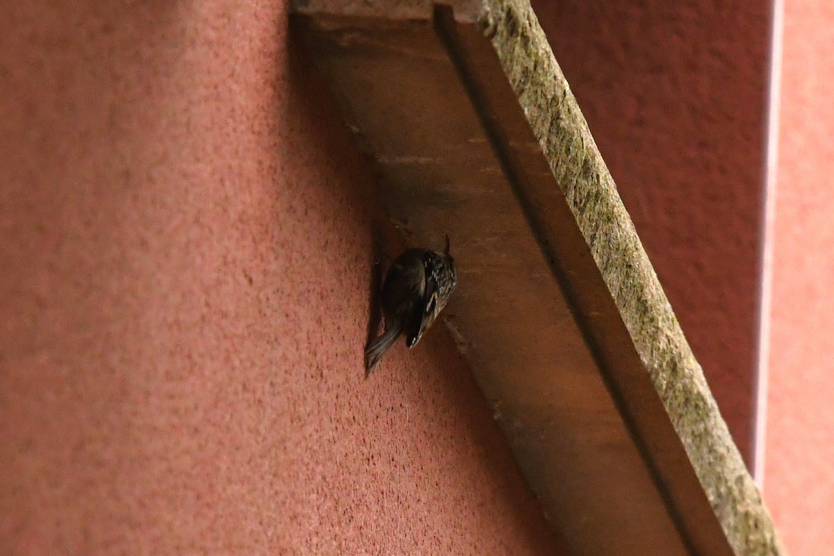 タンシキバシリ - ML647234041