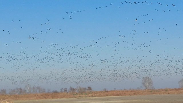 Гуска білолоба - ML647234046