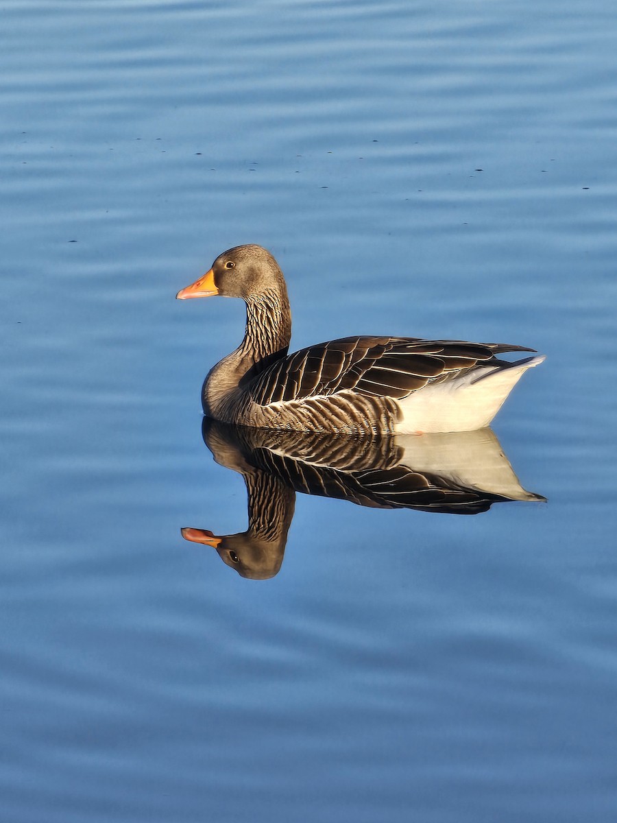 husa velká - ML647234048