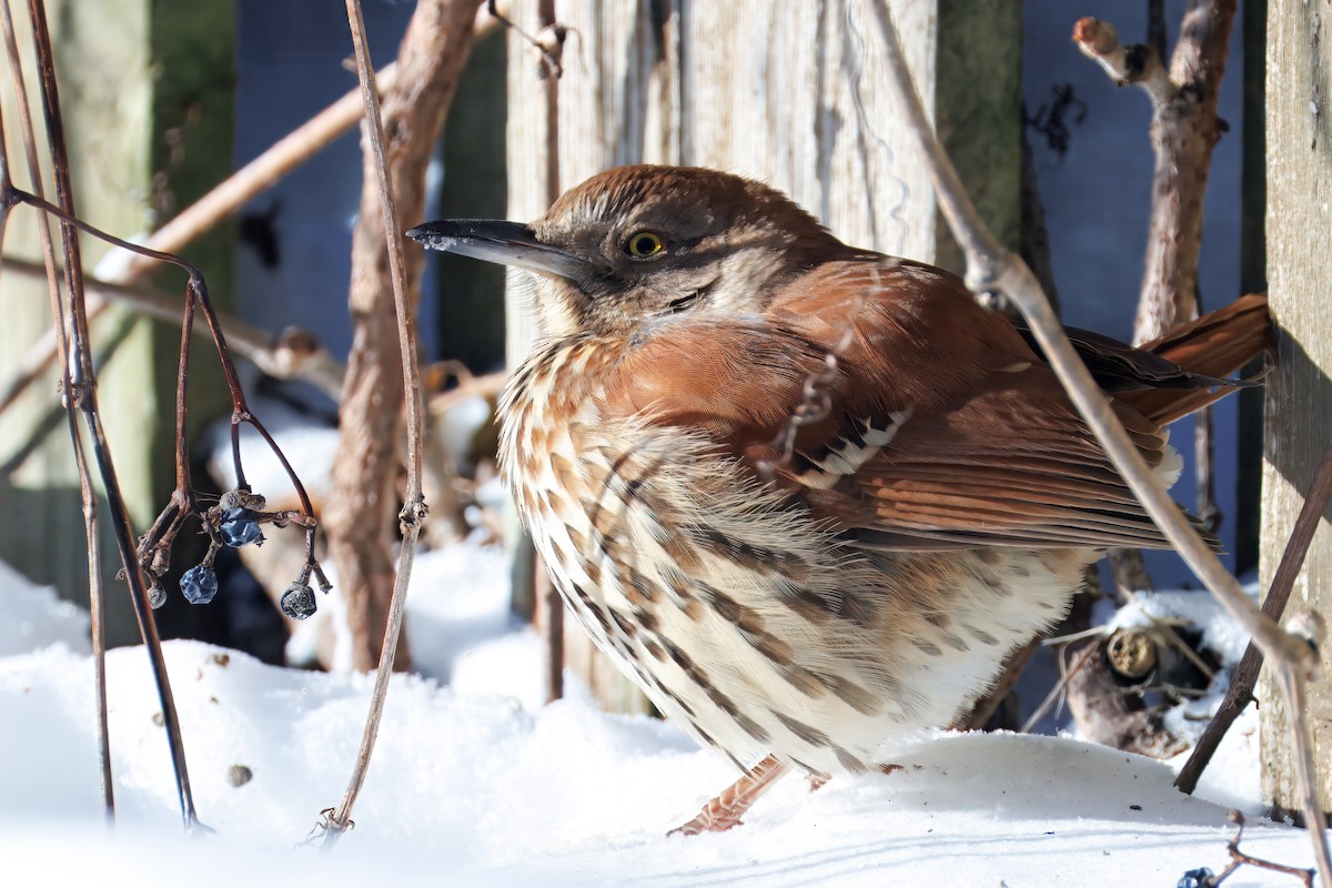 Brown Thrasher - ML647234056