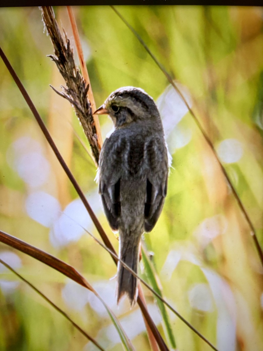 nålstjertspurv - ML647234060