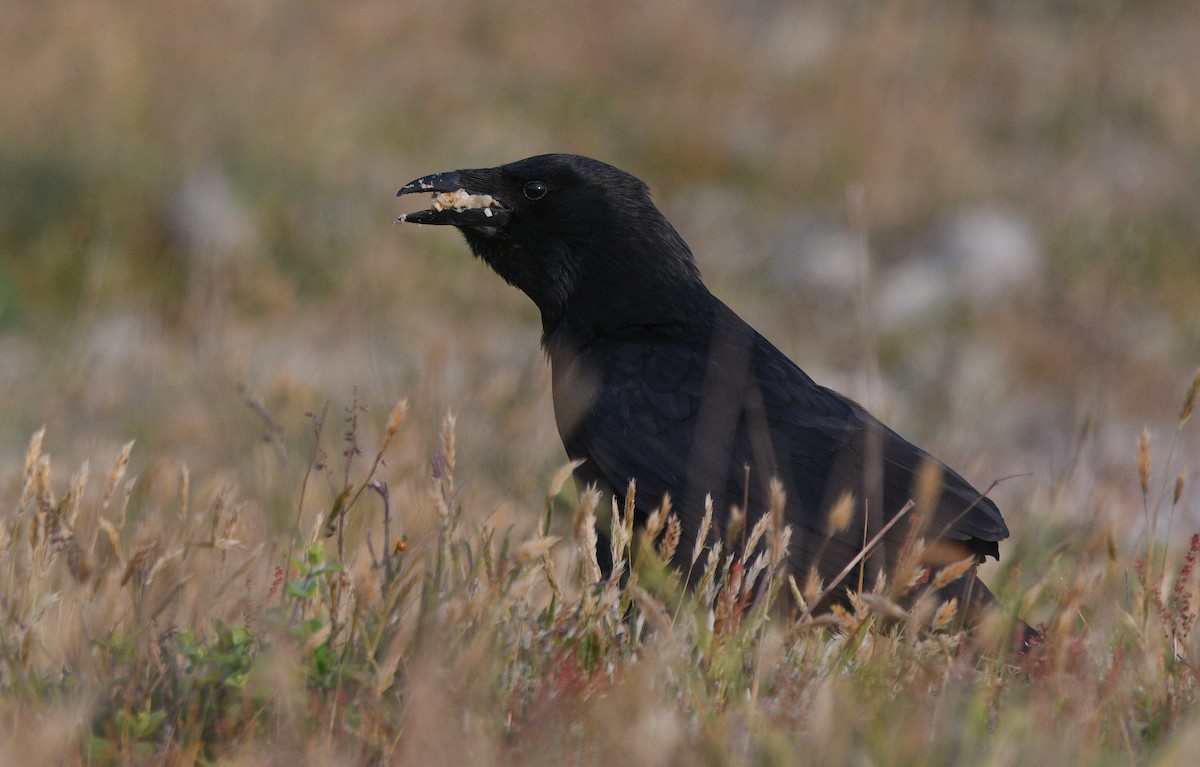 עורב אירופי - ML647234064