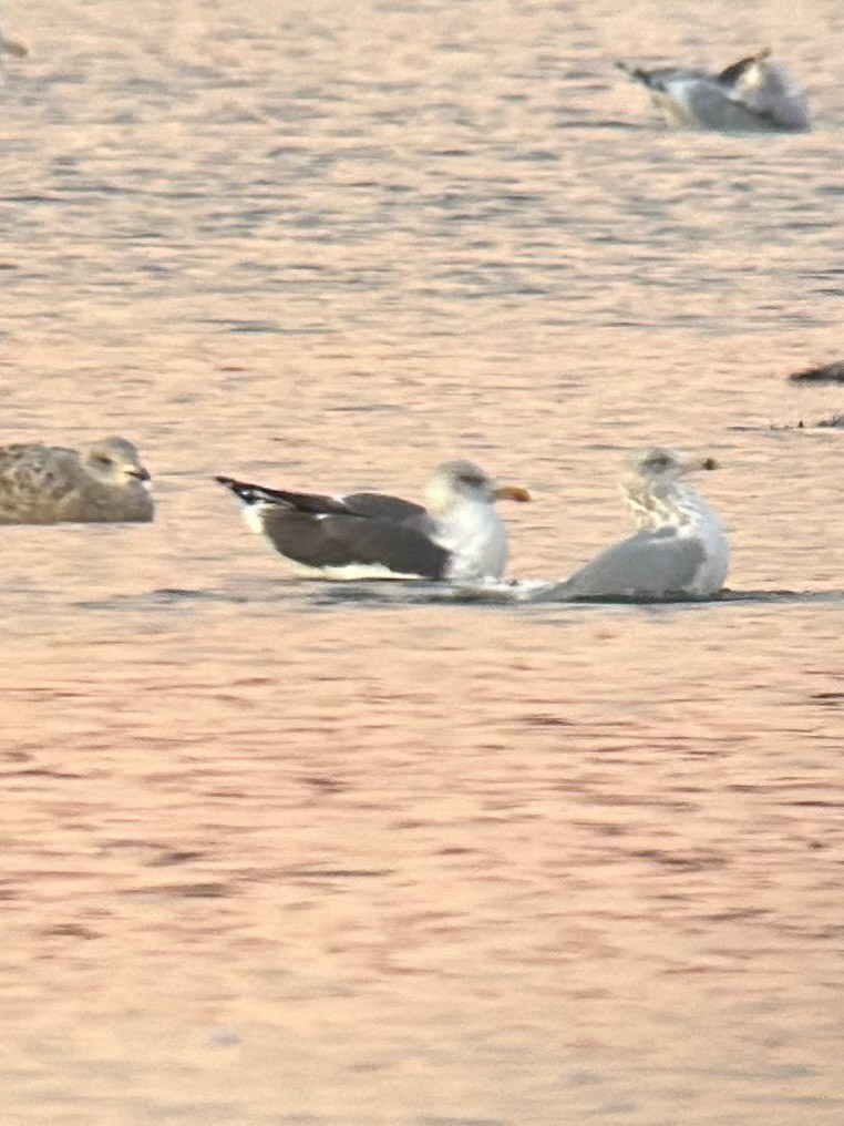 Lesser Black-backed Gull - ML647234075