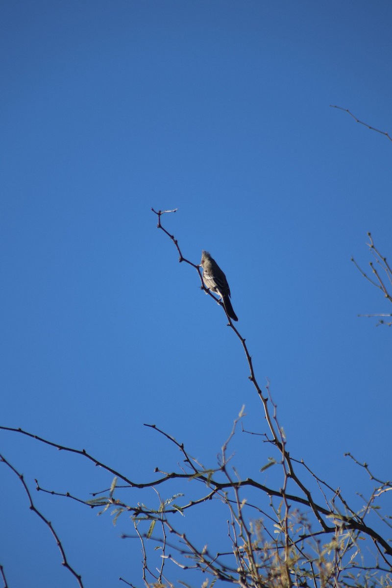 Phainopepla - ML647234078