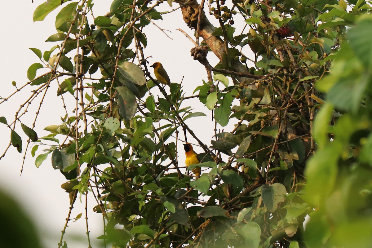 Olive-naped Weaver - ML647234092