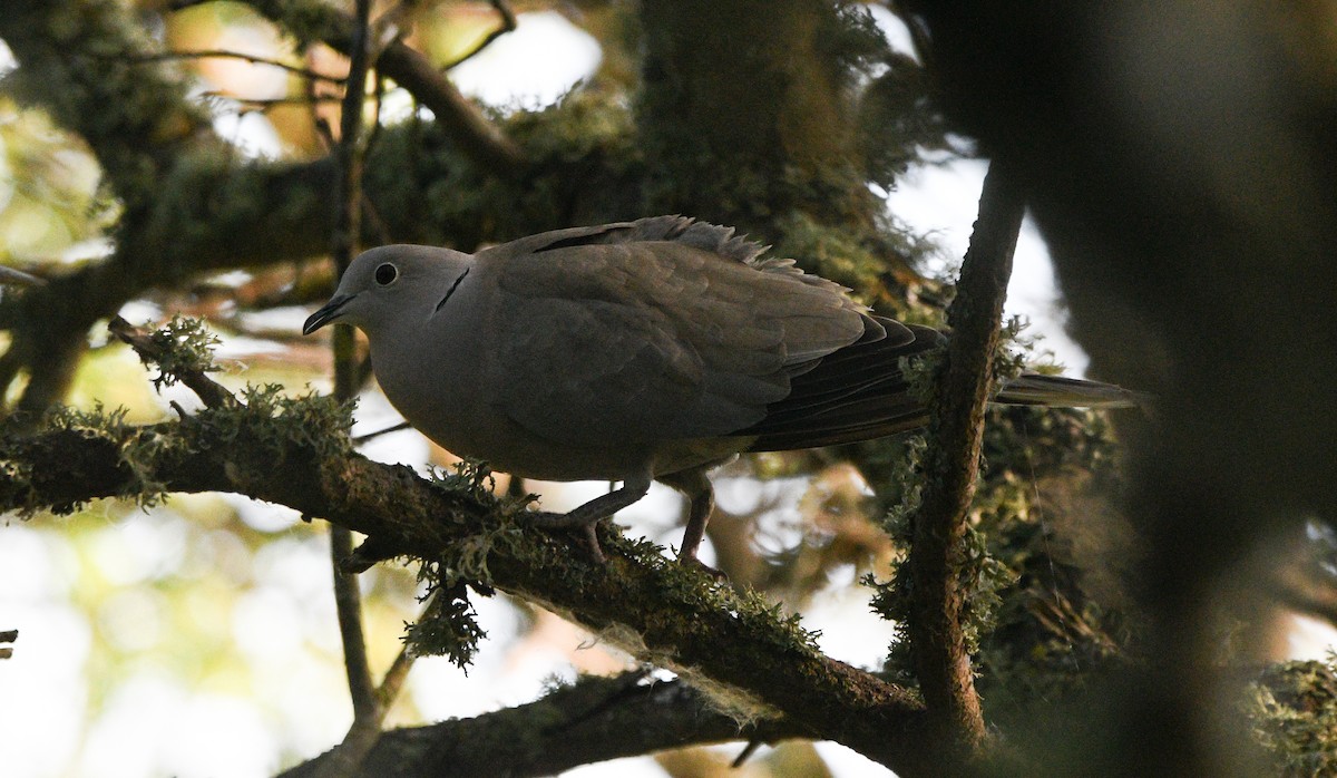 תור צווארון - ML647234098