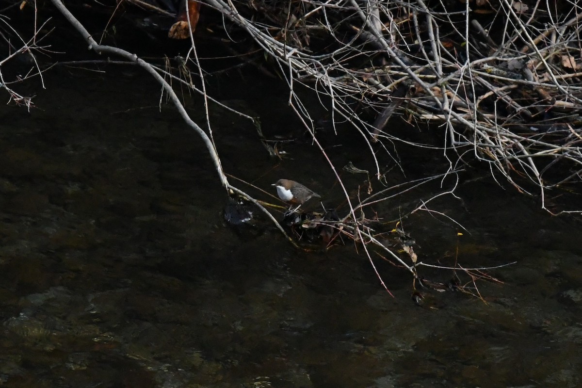 White-throated Dipper - ML647234099