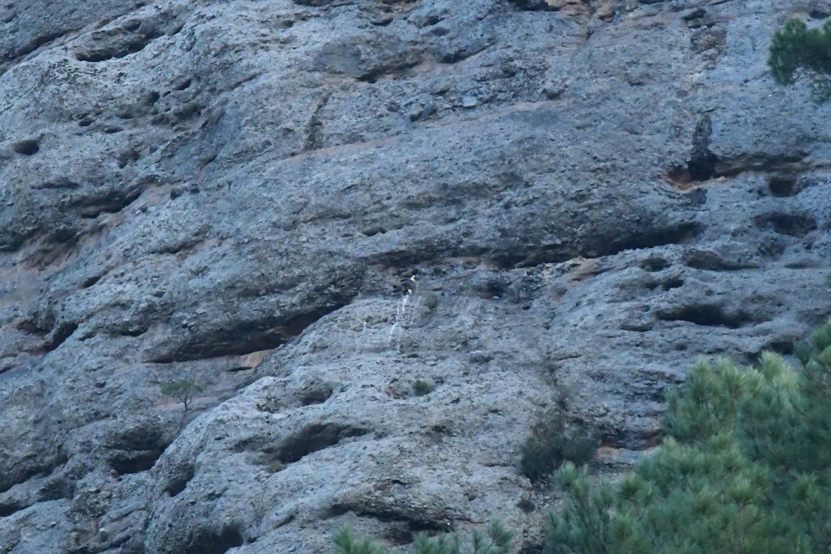 orlosup bradatý - ML647234100