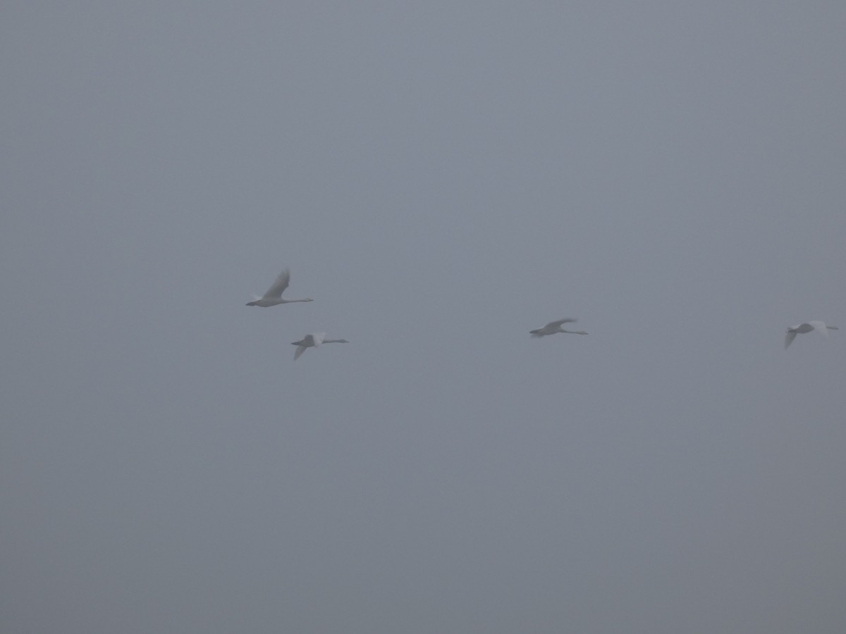 Whooper Swan - ML647234116