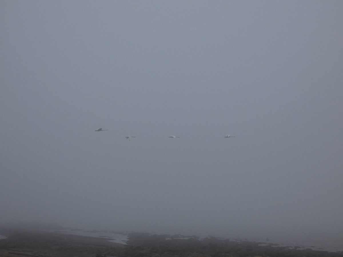 Whooper Swan - ML647234117