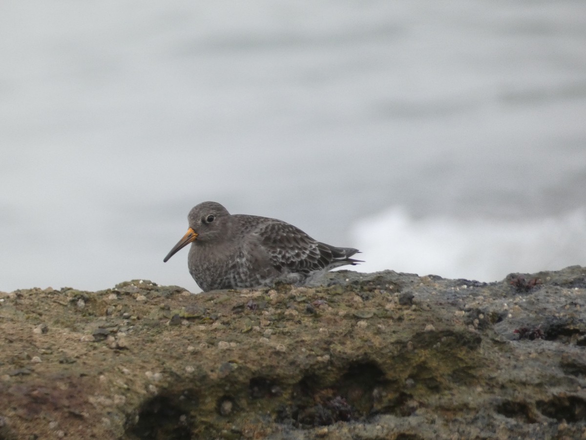 Purple Sandpiper - ML647234137