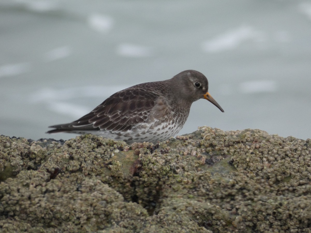 Purple Sandpiper - ML647234139