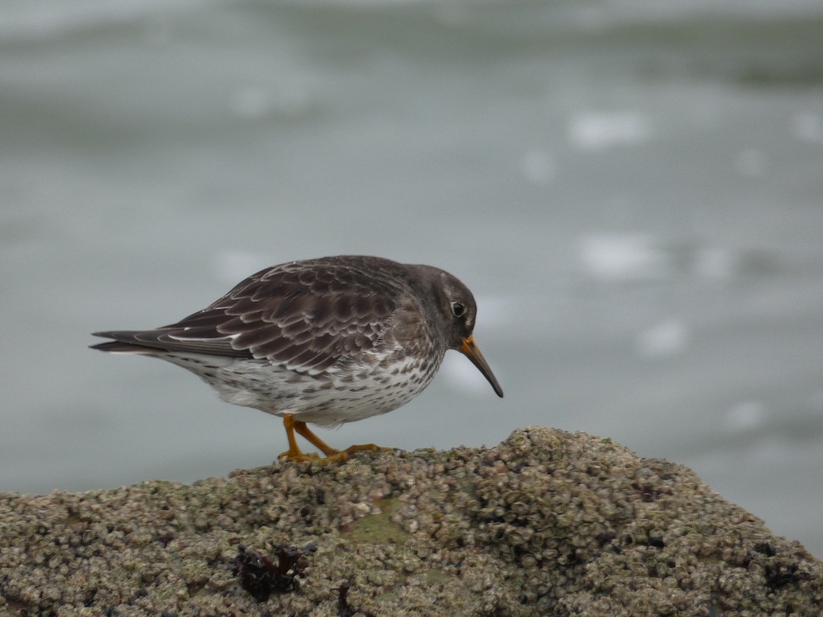 Purple Sandpiper - ML647234140
