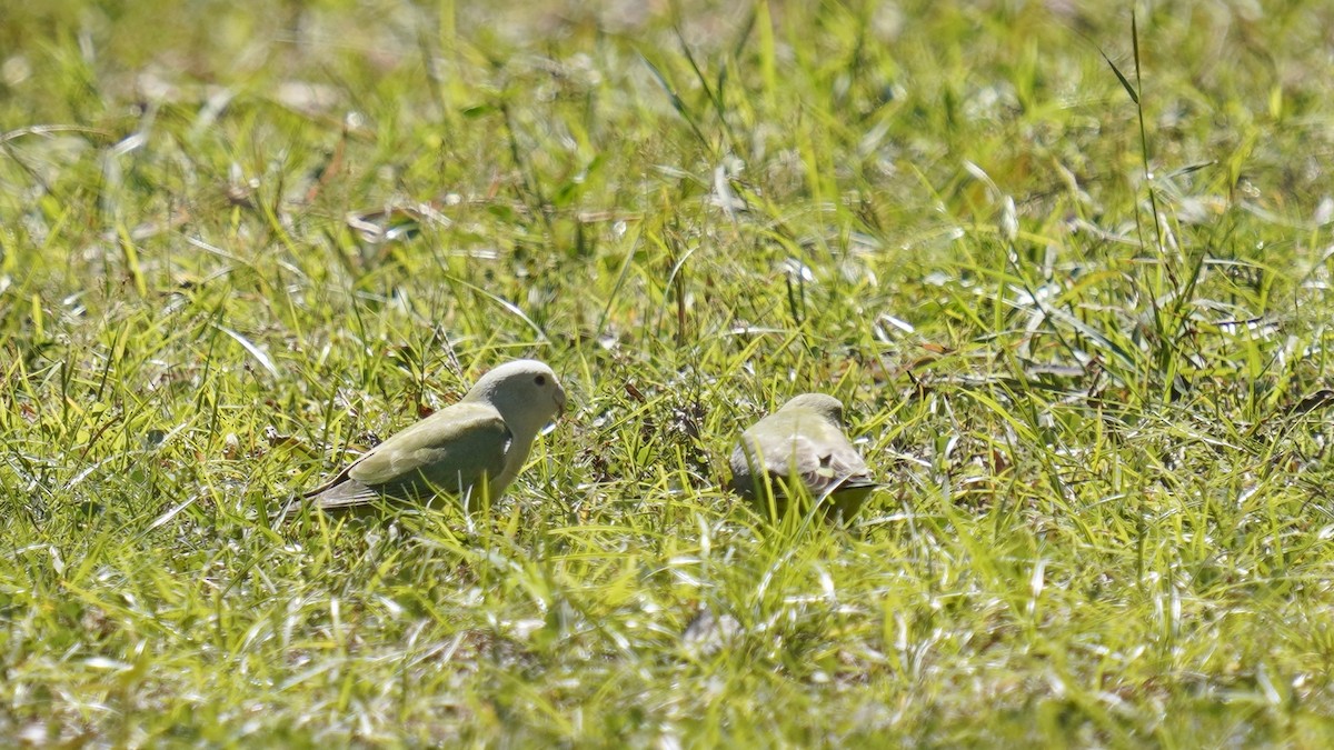 Gray-headed Lovebird - ML647234141