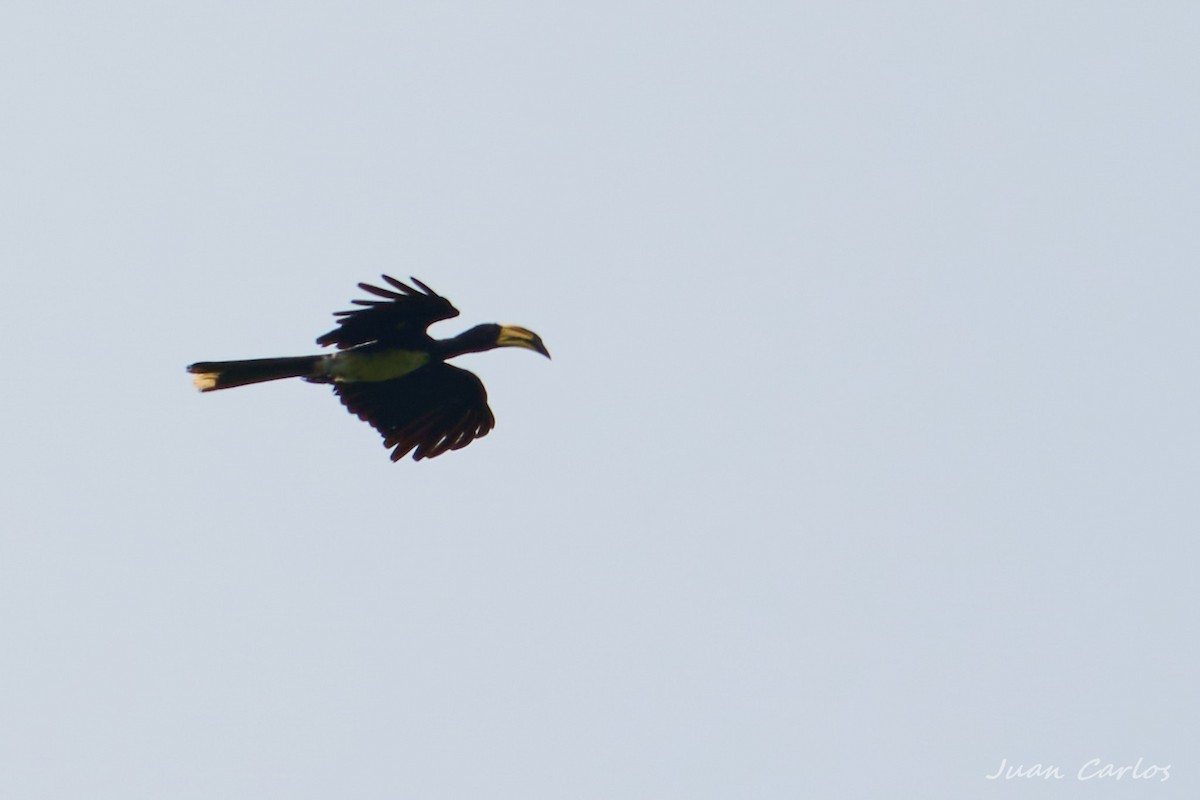 West African Pied Hornbill - ML647234144