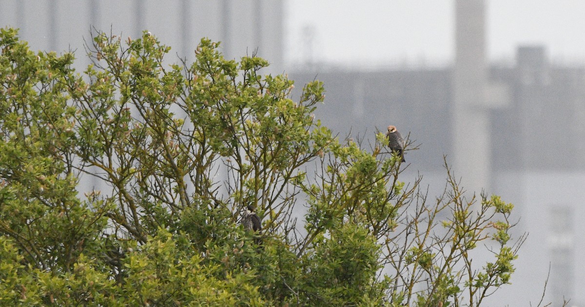 בז ערב - ML647234145