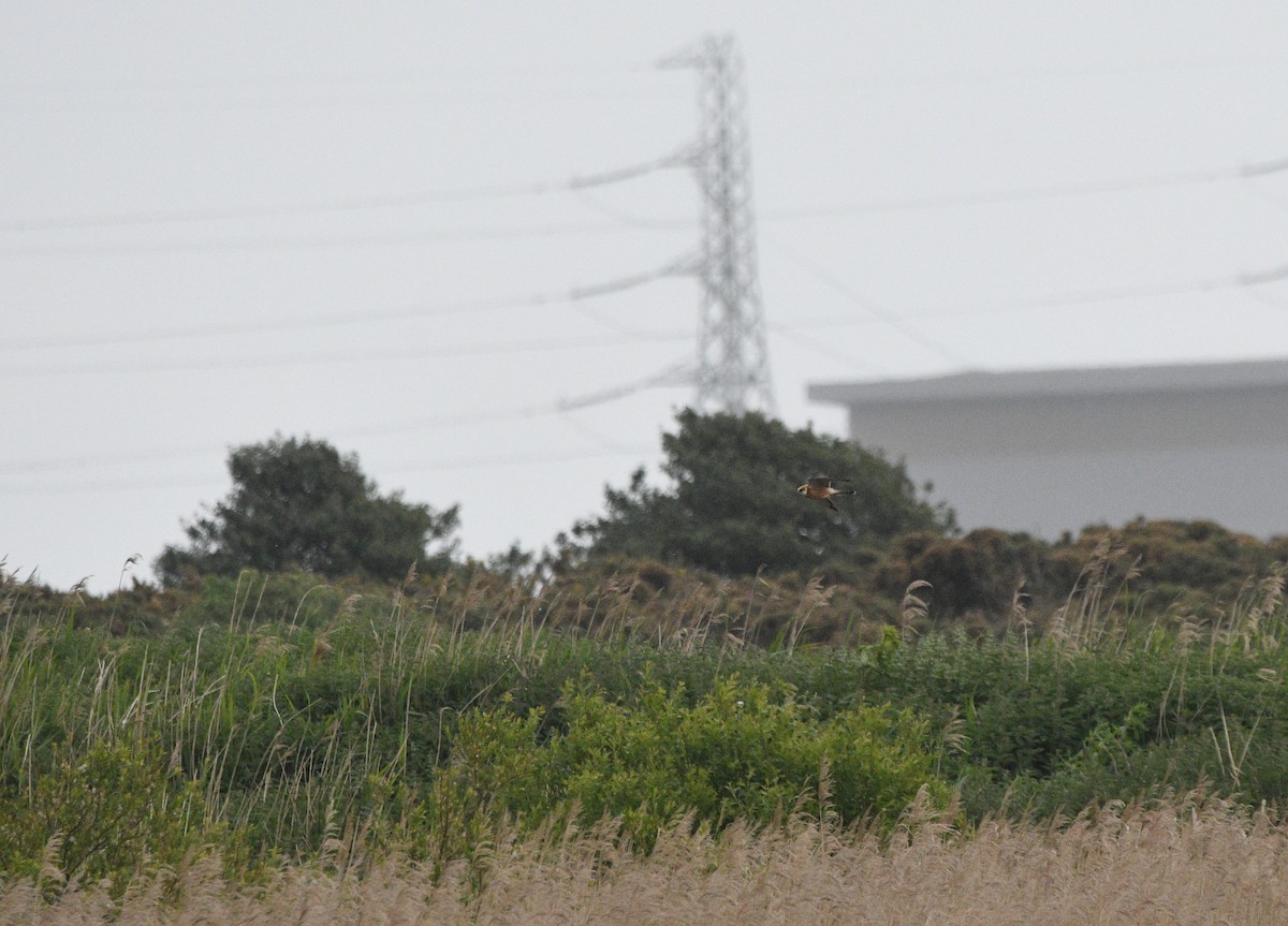 בז ערב - ML647234146