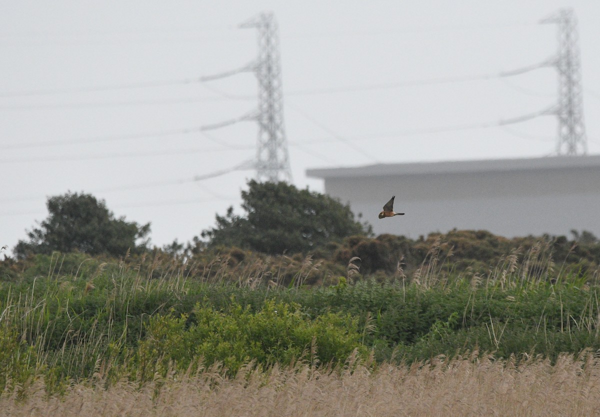 בז ערב - ML647234147