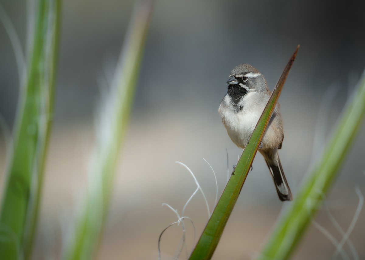 Black-throated Sparrow - ML647234151