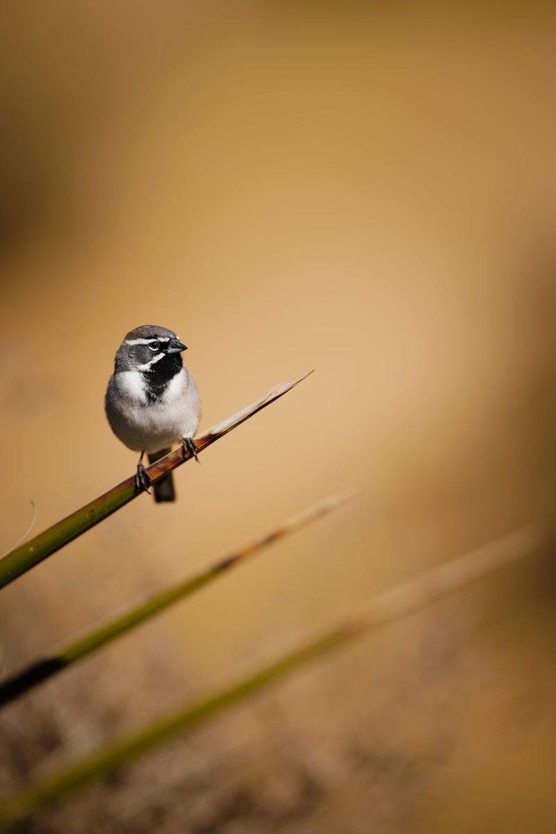 Black-throated Sparrow - ML647234182