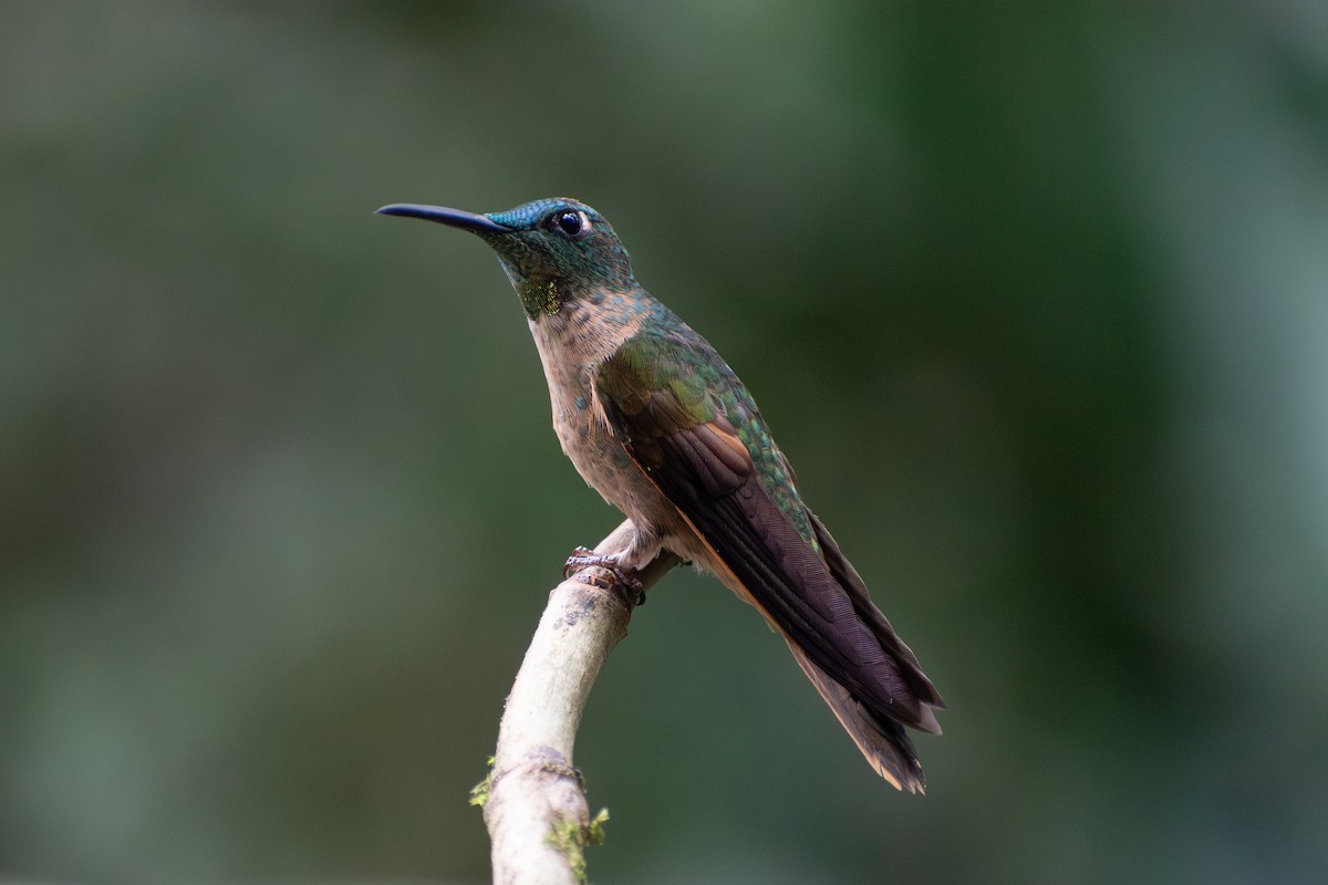 Fawn-breasted Brilliant - ML647234186