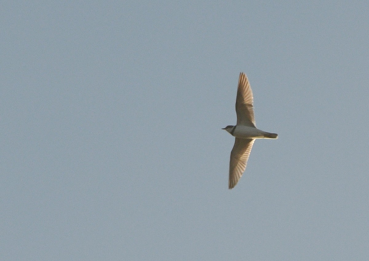 חופמי גדות - ML647234190