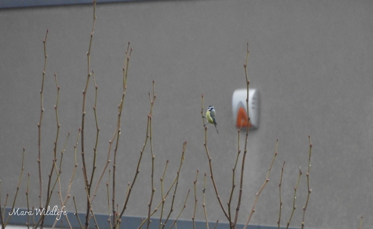 Herrerillo Común - ML647234201