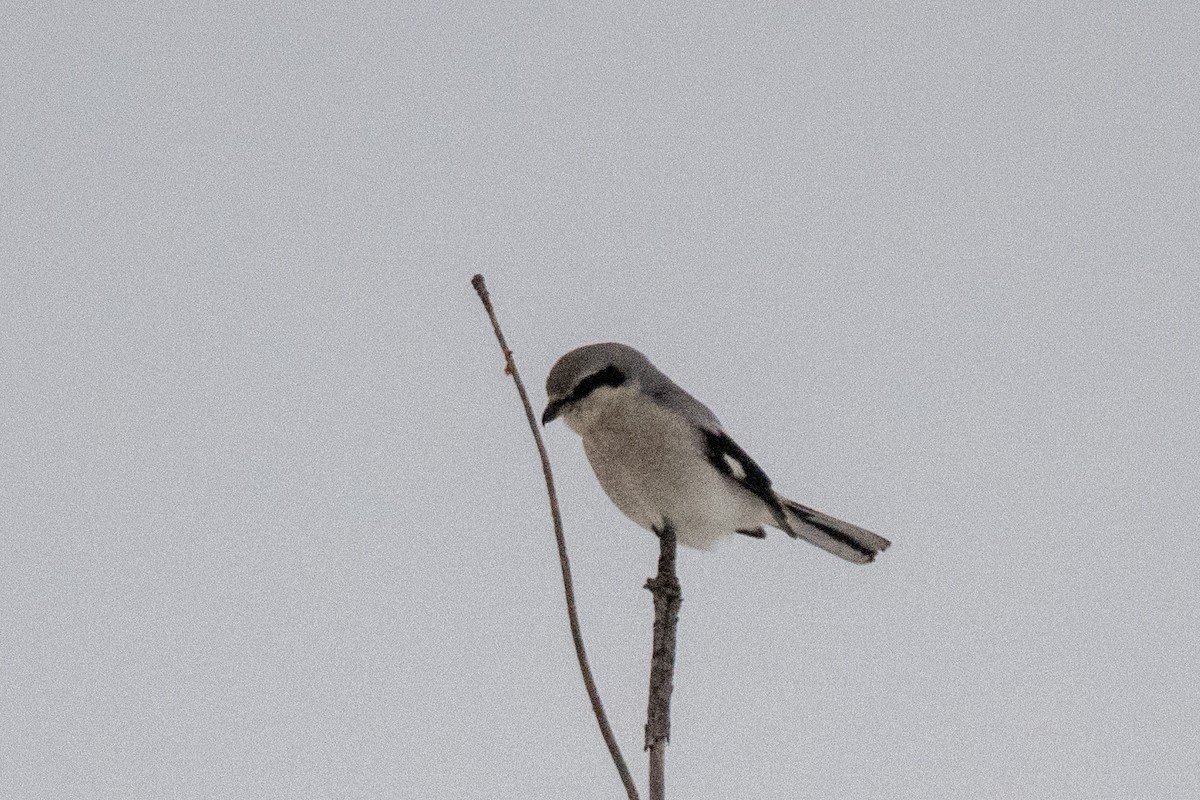 Northern Shrike - ML647234202