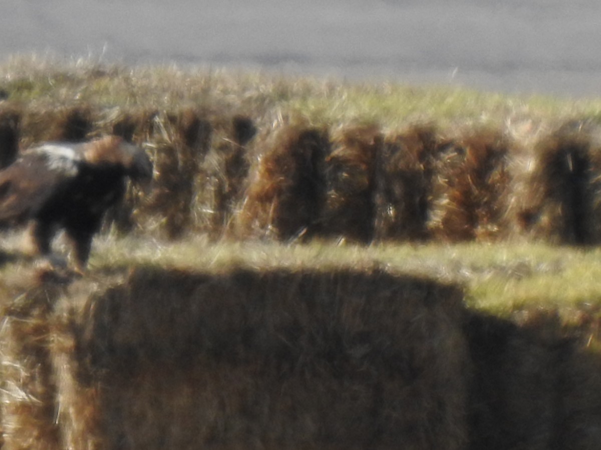 Spanish Eagle - ML647234206