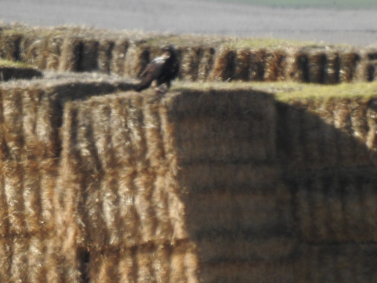 Spanish Eagle - ML647234208