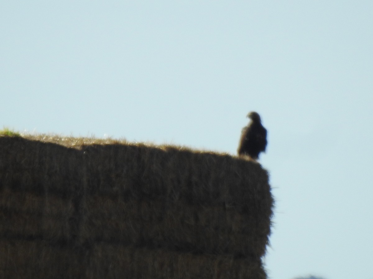 Spanish Eagle - ML647234209