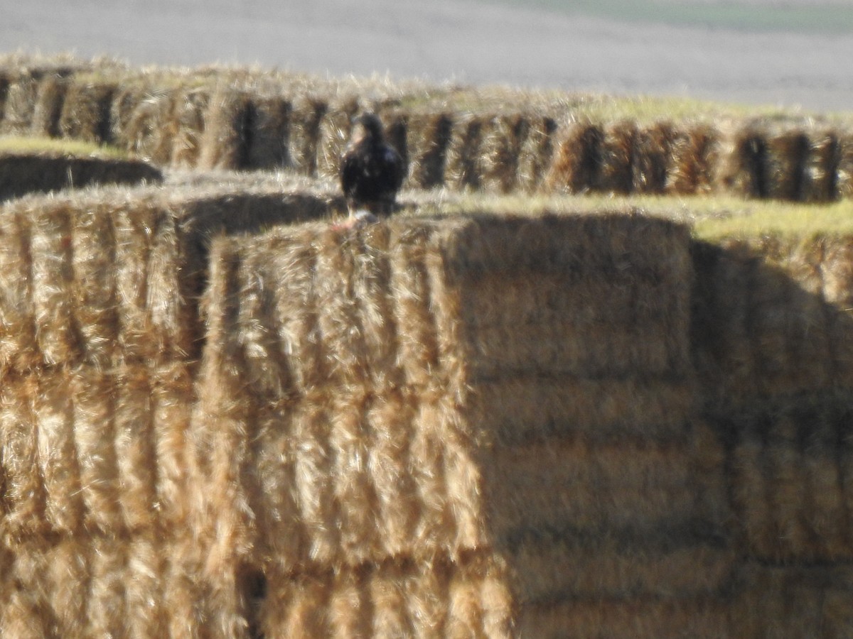 Spanish Eagle - ML647234210