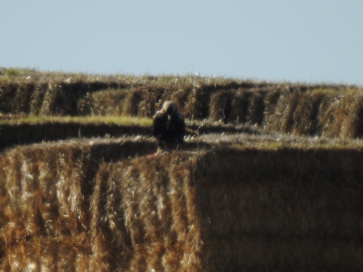 Spanish Eagle - ML647234211