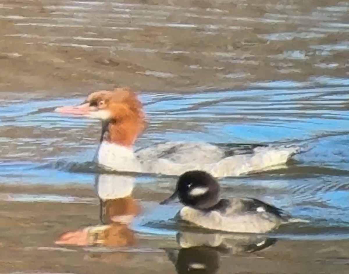 Common Merganser - ML647234213