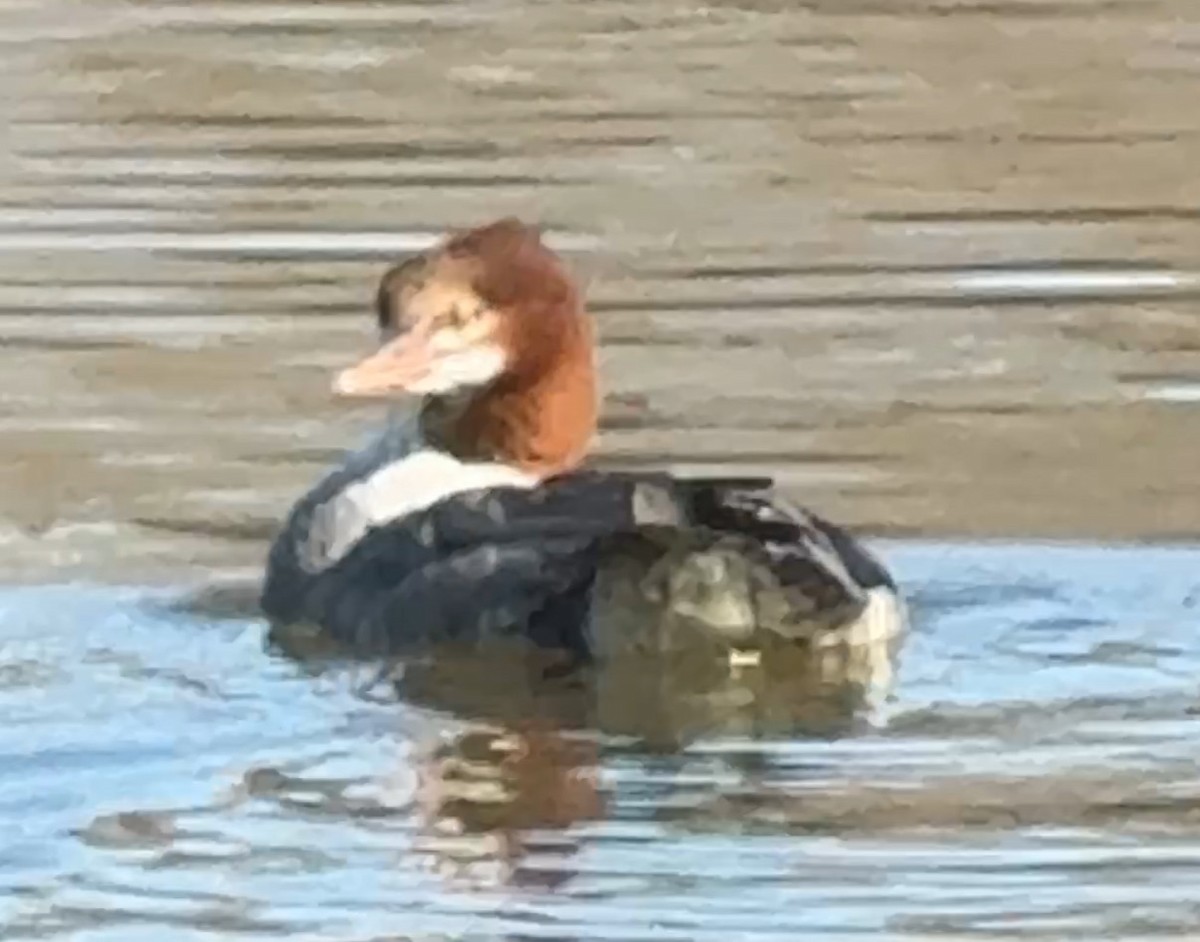 Common Merganser - ML647234214