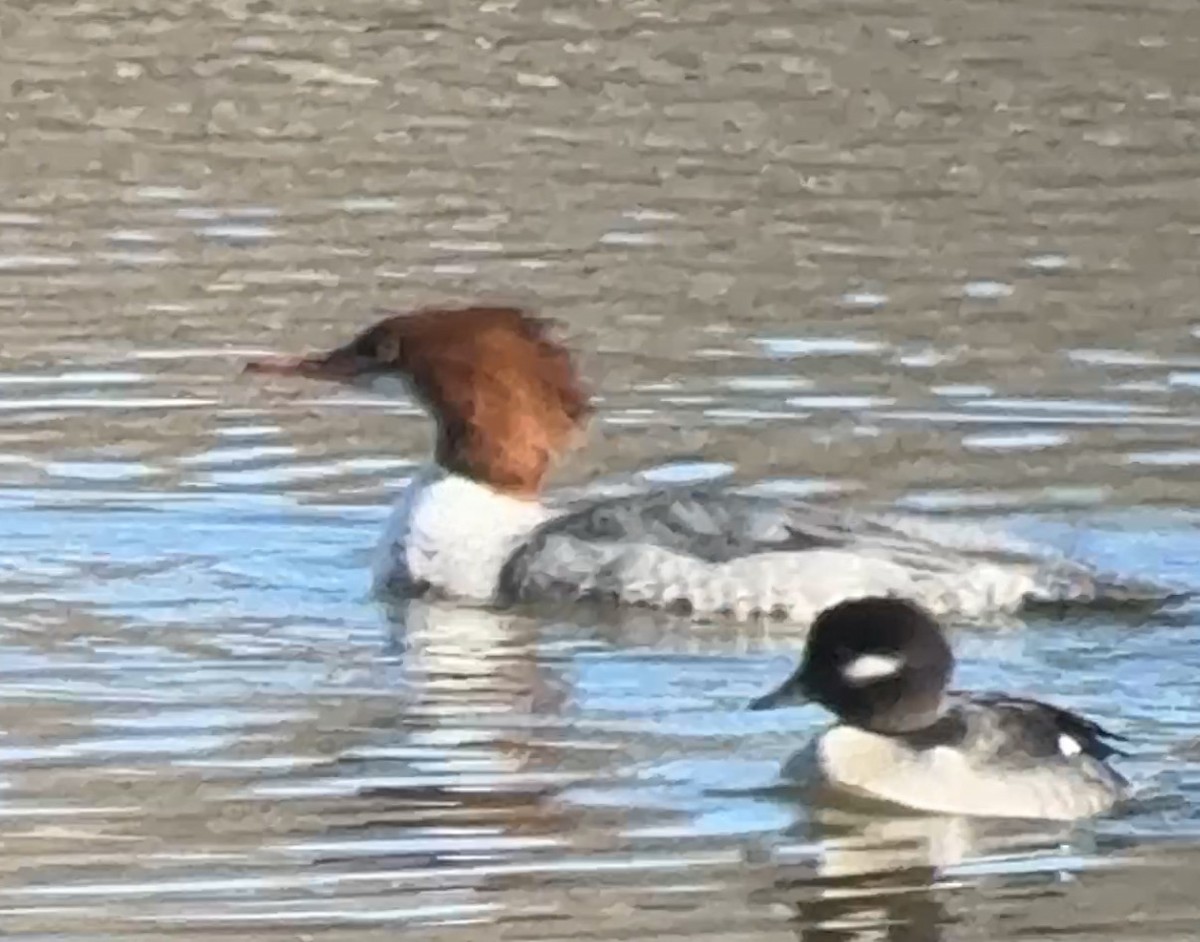 Common Merganser - ML647234215