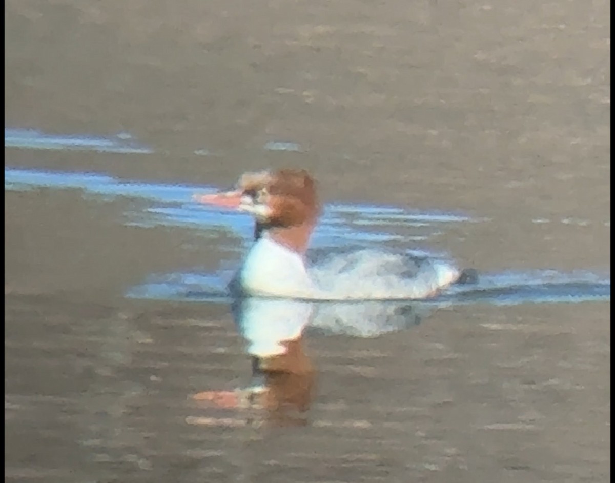 Common Merganser - ML647234216
