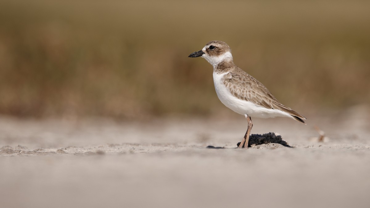 Wilson's Plover - ML647234228